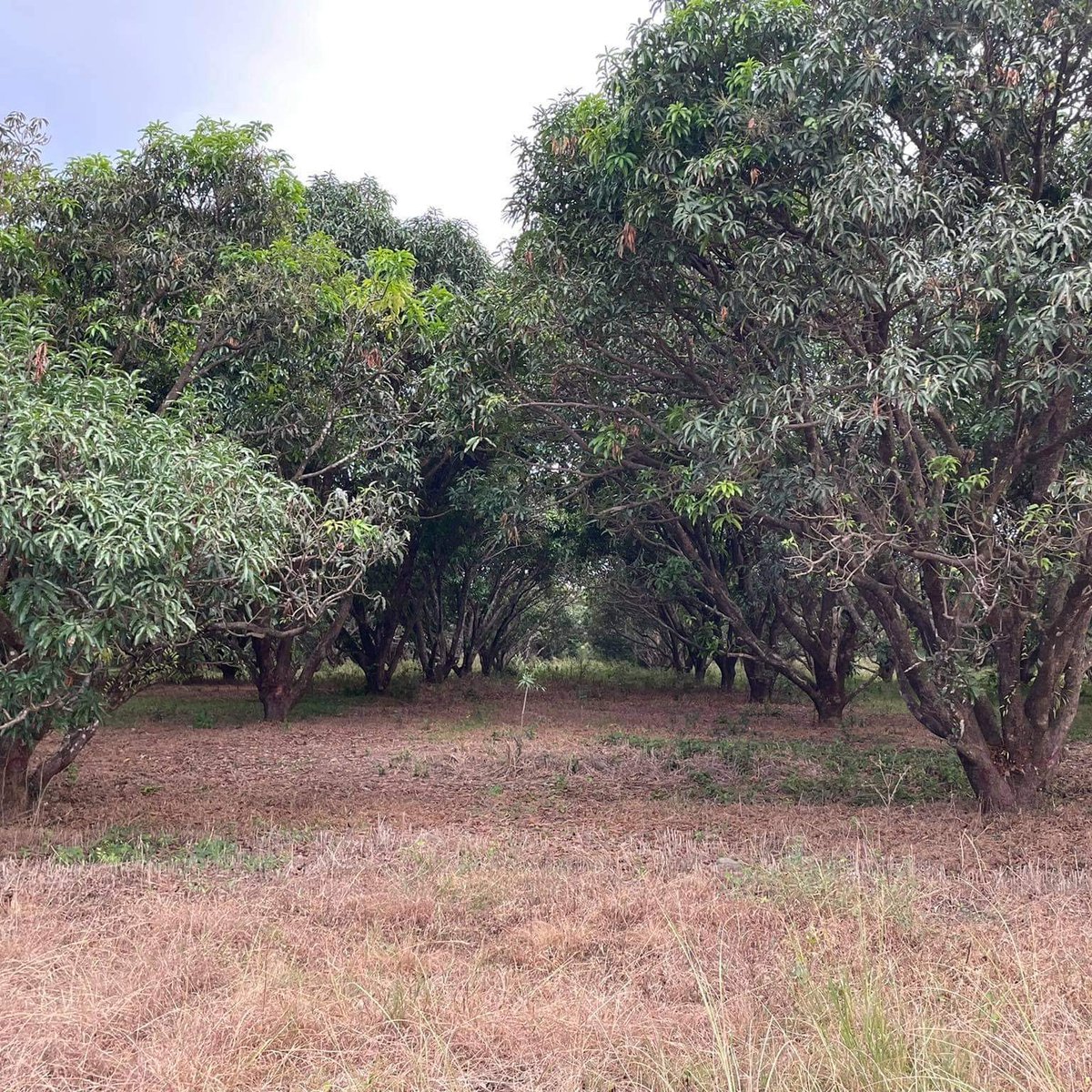 For Property Development/Agricultural Farm Land For Sale Iba Zambales