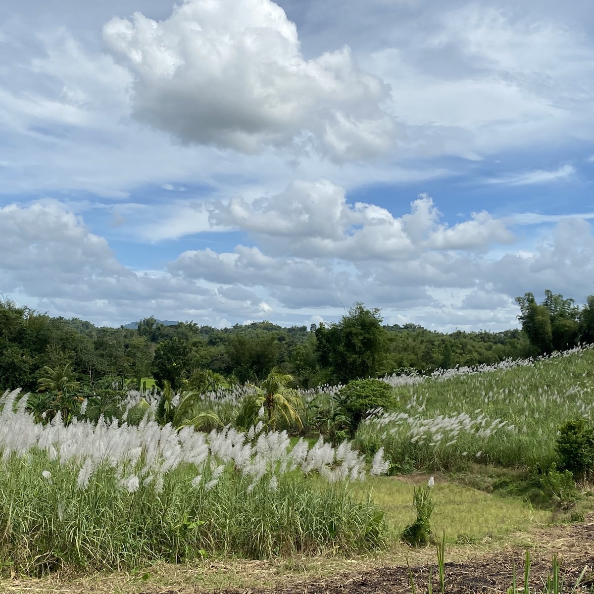 Farm lot in Bingawan iloilo province [Lot 🚜] (June 2023) in Bingawan