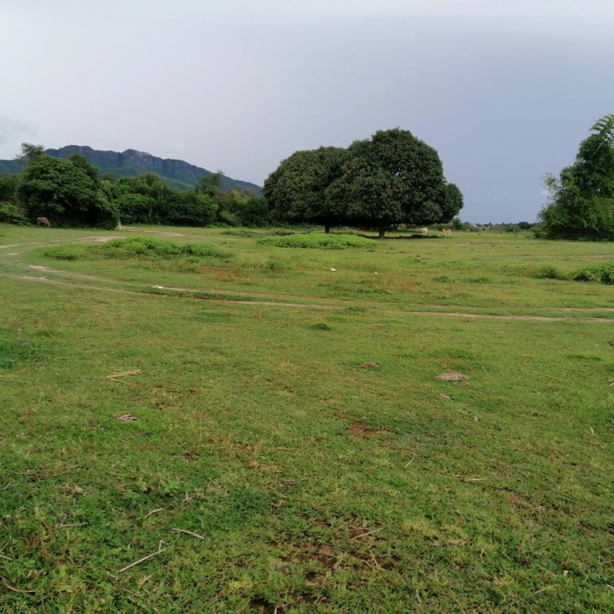 Farm Lot in Pozorrubio Pangasinan For Sale [Lot 🚜] (July 2021) in
