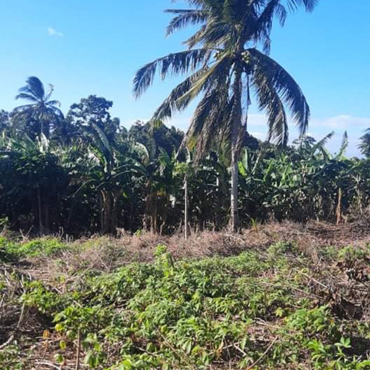 13000 SQM Agricultural Farm for Sale in Amadeo Cavite [Lot 🚜] (April