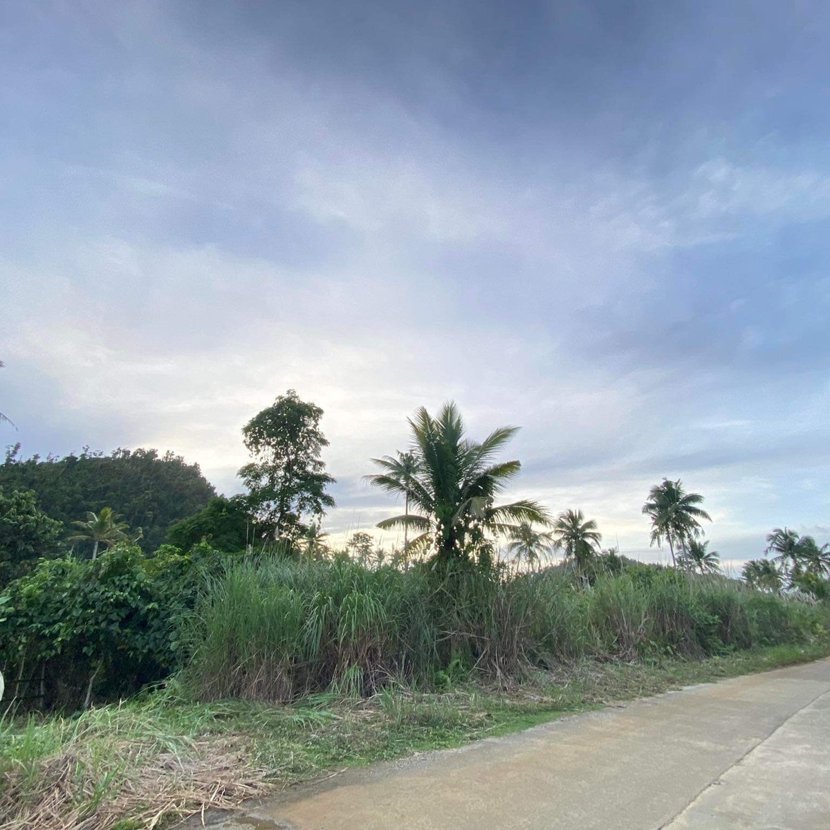 Almost 1 HA Residential Farm For Sale in Santa Monica for 5M only [Lot