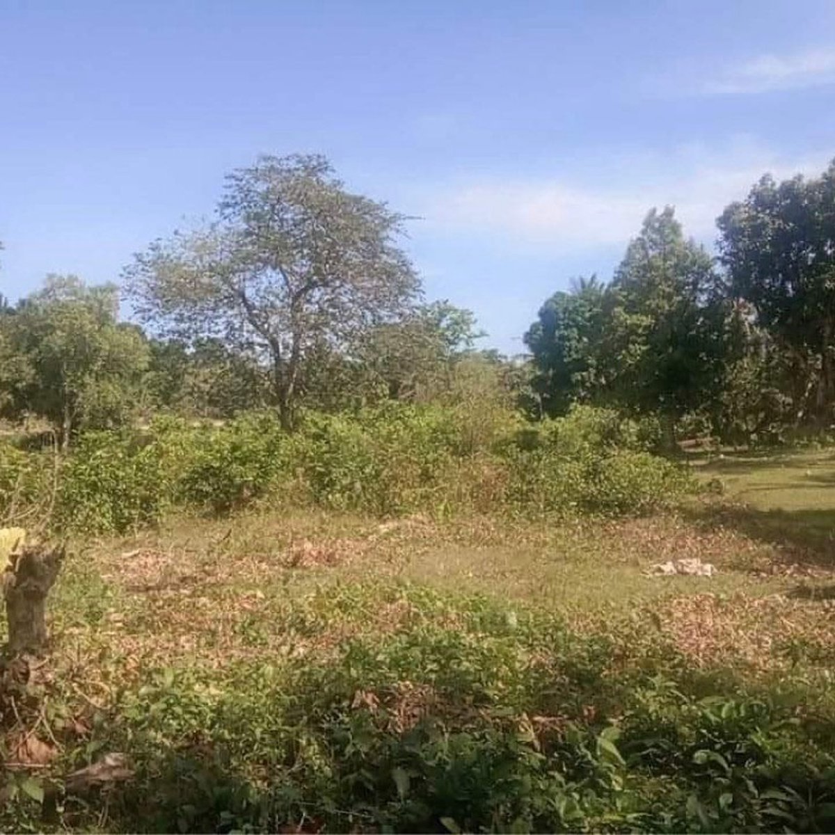 For Sale Commercial Lot in San Vicente, Palawan [Lot 🚜] (April 2024) in
