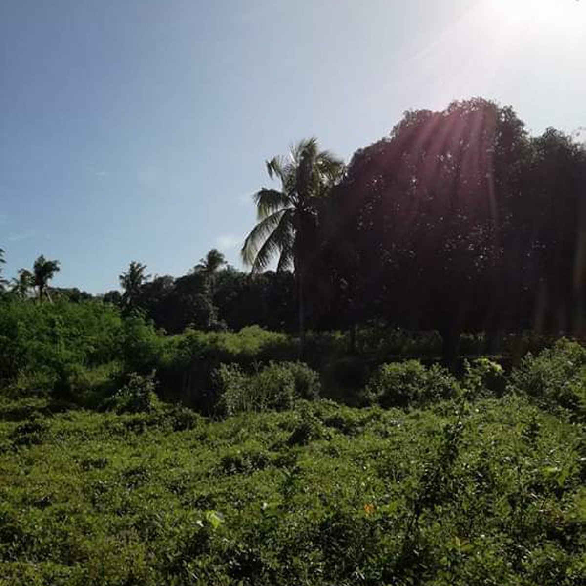 Beach Lot for Sale in Samal Islands Davao del Norte [Beach Properties 🏖