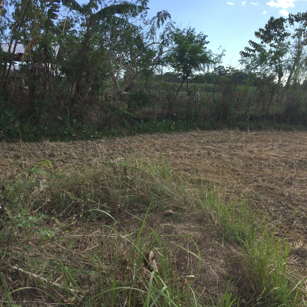 2 hectares agricultural land 25 mtrsX800 mtrs near Mac Arthur Highway