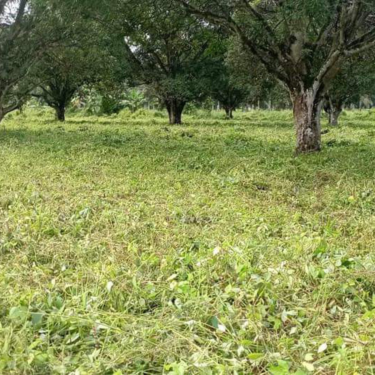 5.3 hectares Property For Sale in Mambatangan, Manolo Fortich Bukidnon