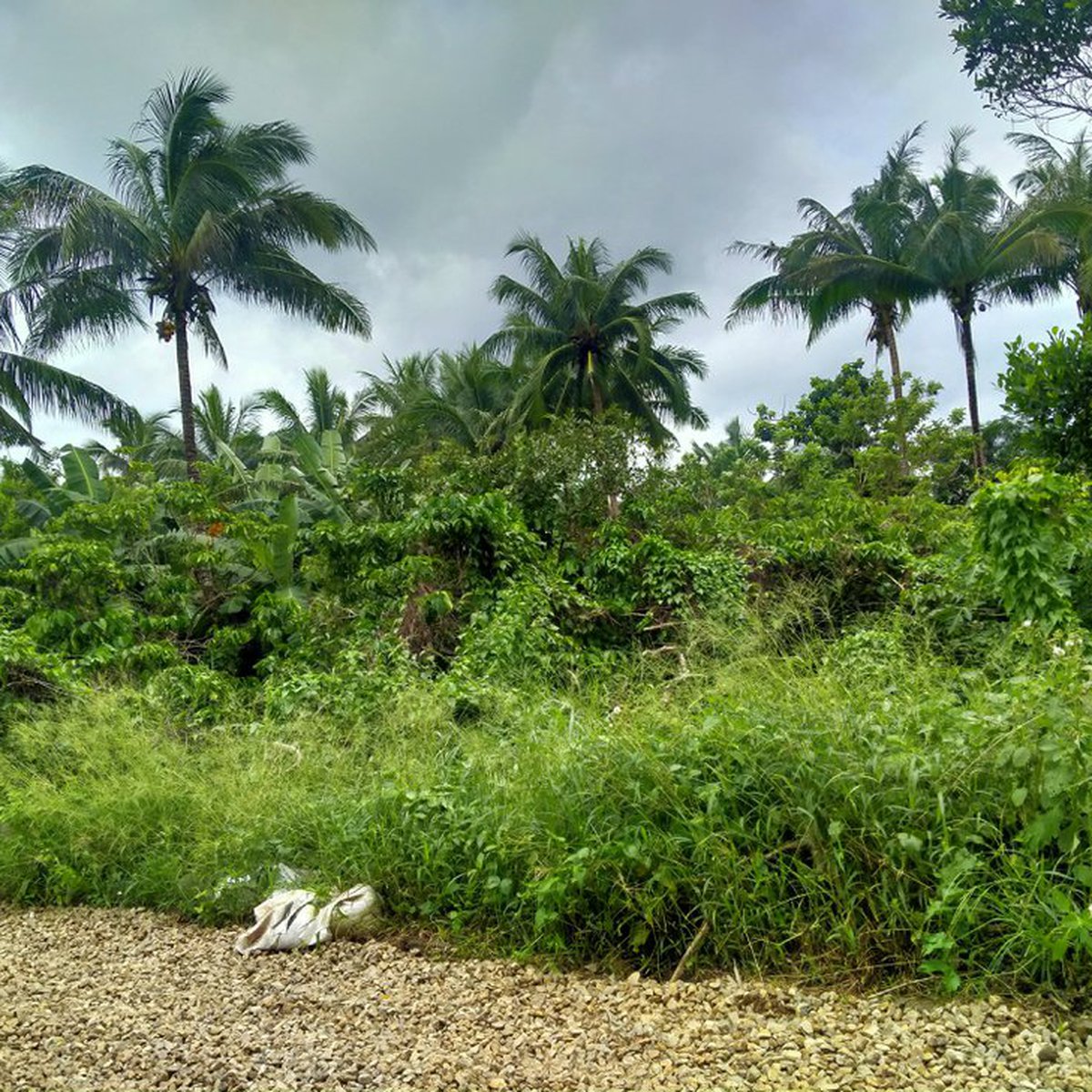Farm lot only for sale Alfonso Cavite [Lot 🚜] (June 2024) in Alfonso