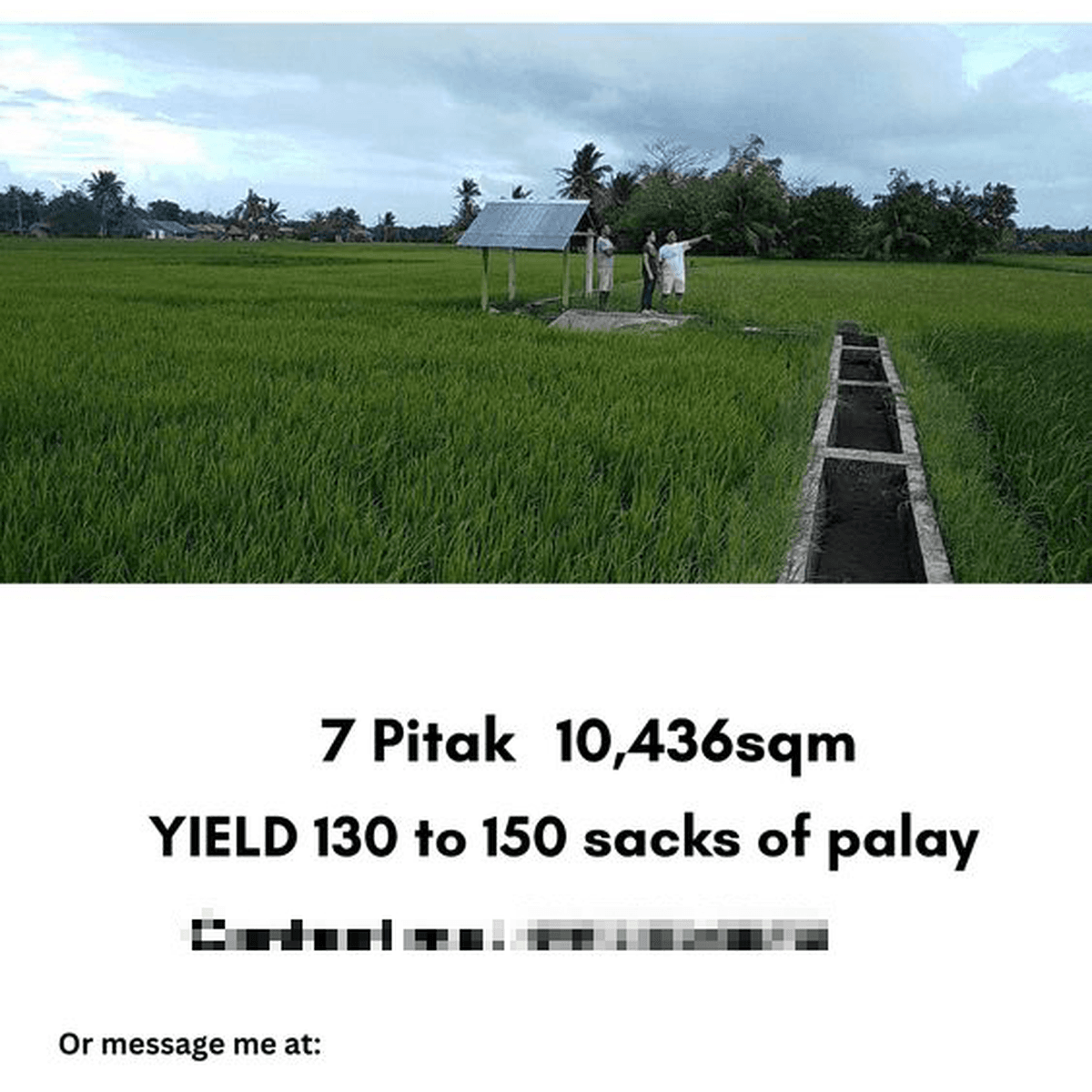 Almost 1.5has AgriRice Field for Sale in Daet, Camarines Norte