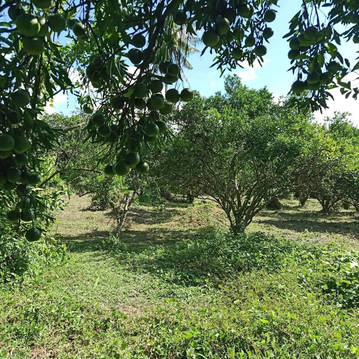 Agricultural farm for Sale by owner in Tiaong Quezon [Lot 🚜] (April
