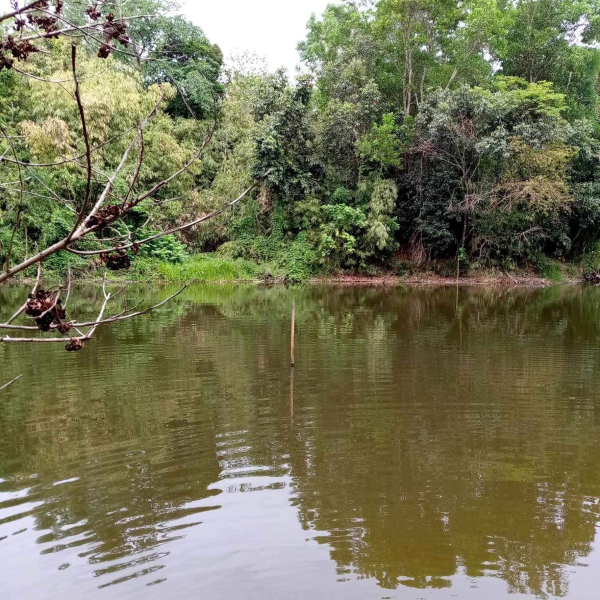 15 hectares Farm land DRT BULACAN [Lot 🚜] (September 2024) in Doña