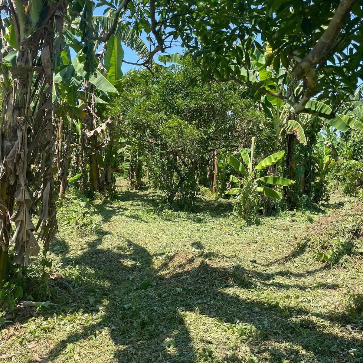 948sqm Agricultural Farm for Sale in Brgy Behia Tiaong Quezon Titled