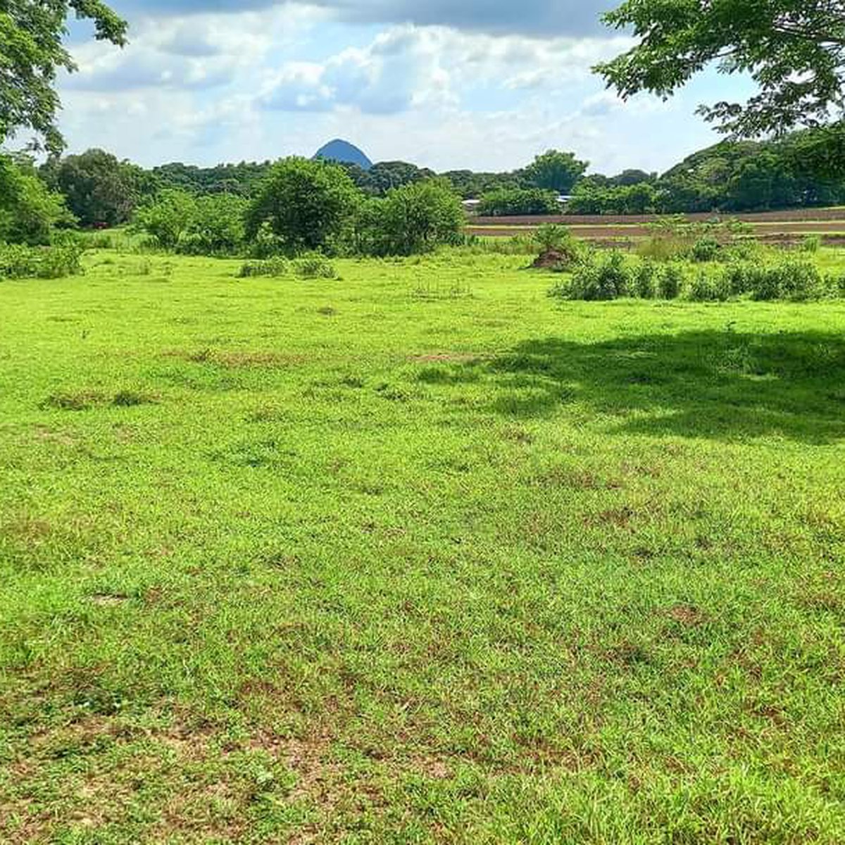 43000 sqm Agricultural Farm For Sale in Umingan Pangasinan [Lot 🚜