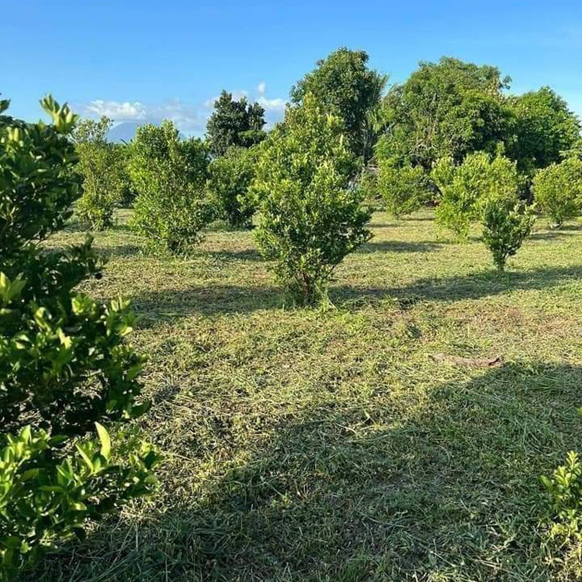1000 sqm Dalanghitaan Farm for Sale in Tiaong Quezon [Lot 🚜] (April