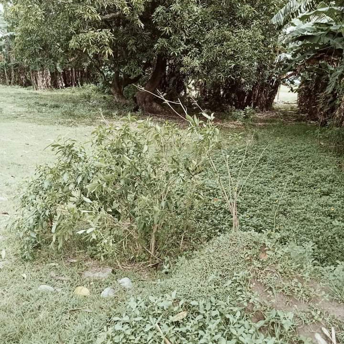 Residential lot [Lot 🚜] (September 2024) in Rosales, Pangasinan for sale
