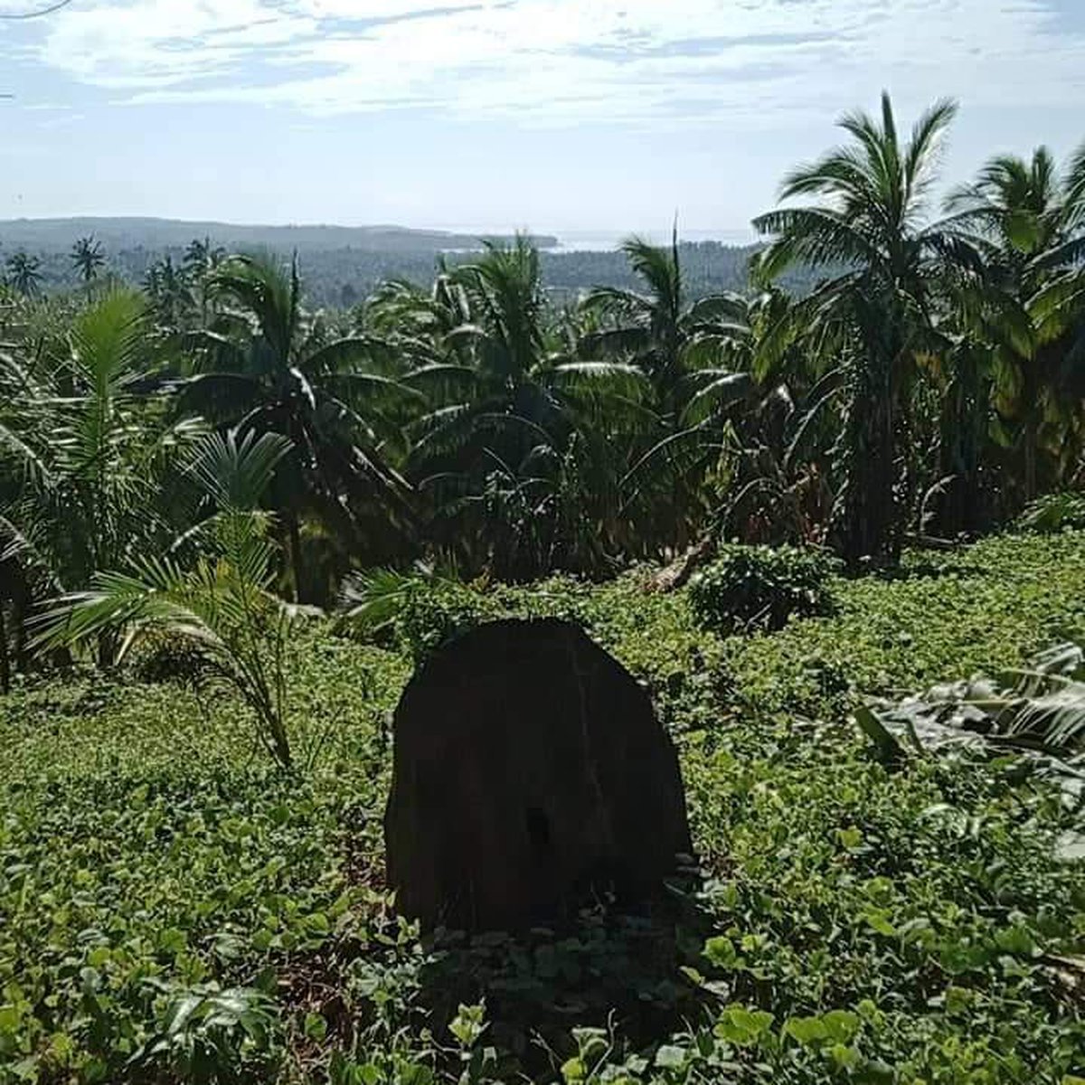 13,000 sqm Agricultural Farm lot For Sale in Quezon,Province [Lot 🚜