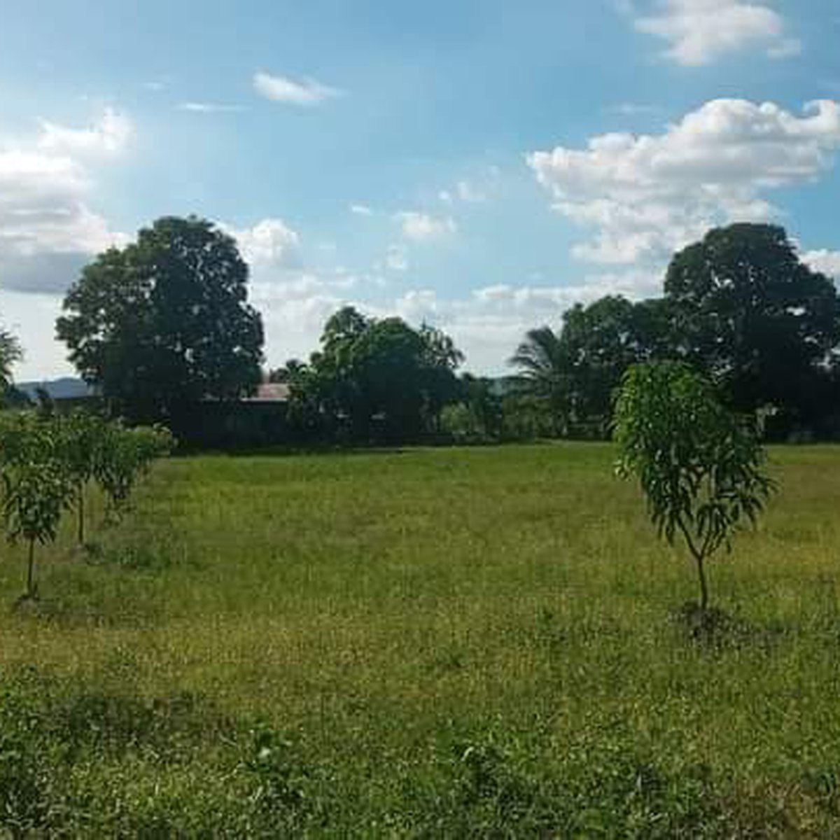 1 Hectare Farm Lot Lot January 2023 In Tuy Batangas For Sale