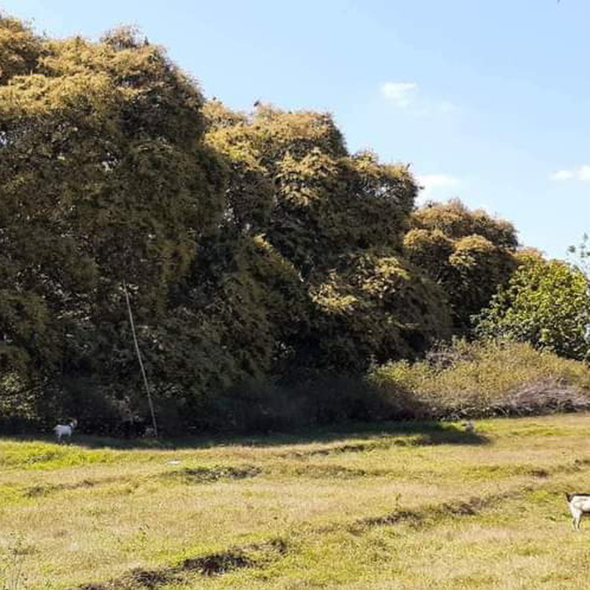 10000 sqm Mango Farm Lot For Sale in Umingan Pangasinan [Lot 🚜] (July