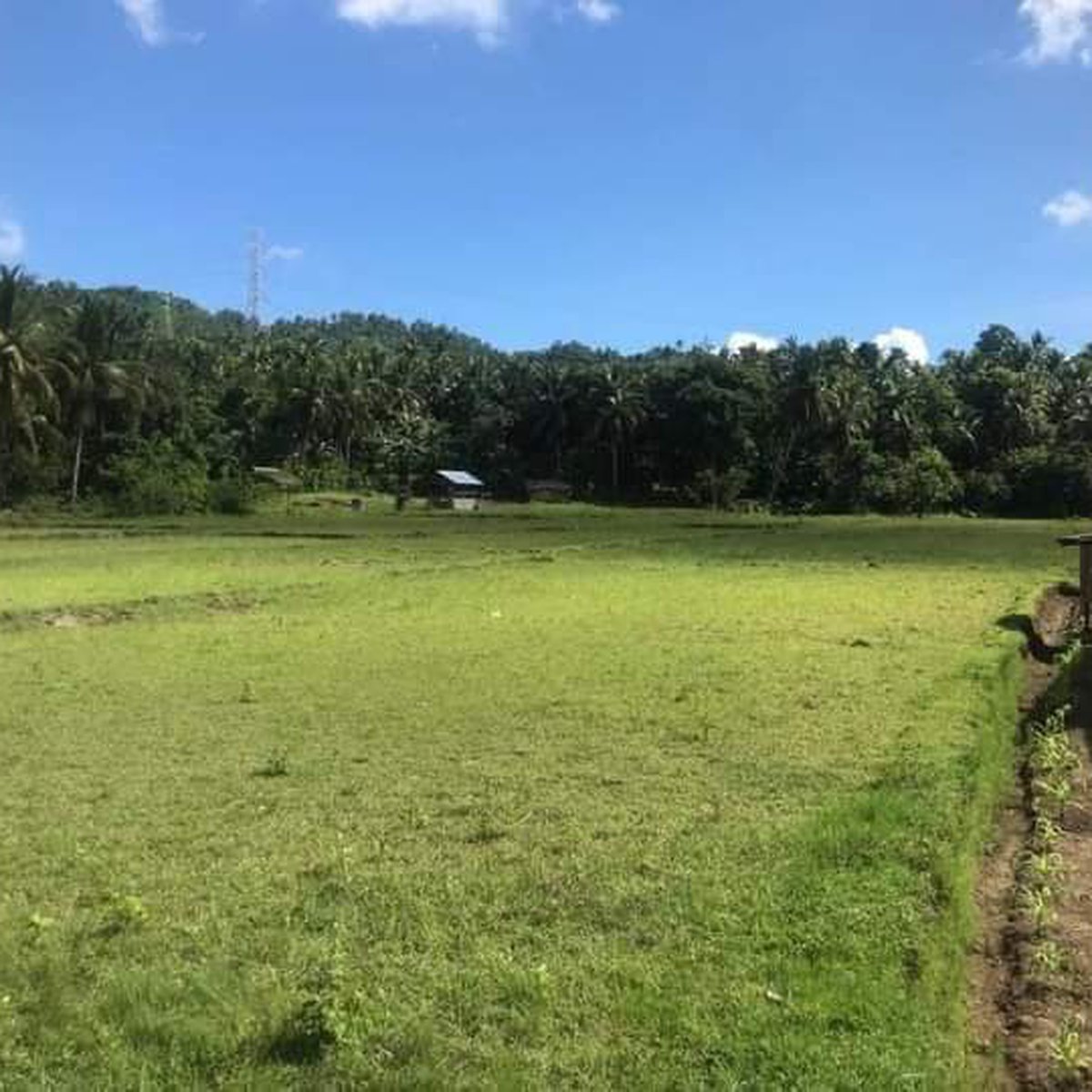 12000 sqm Agricultural Farm For Sale in Gumaca Quezon [Lot 🚜] (May 2023