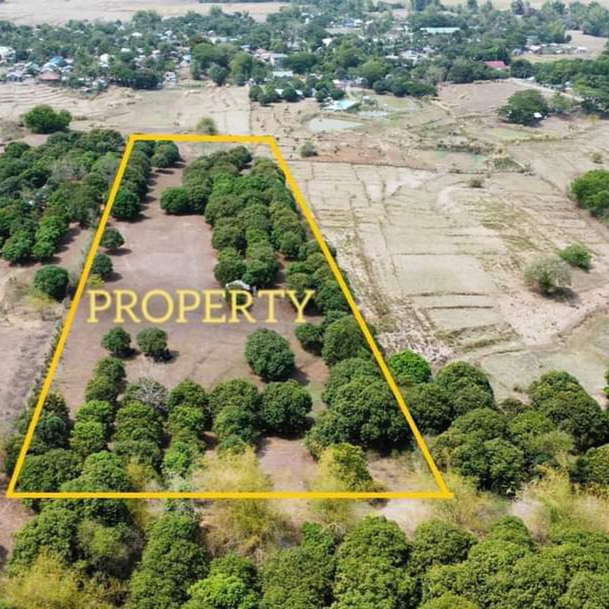 20000 sqm Manggo Farm For Sale in Muñoz Nueva Ecija [Lot 🚜] (September