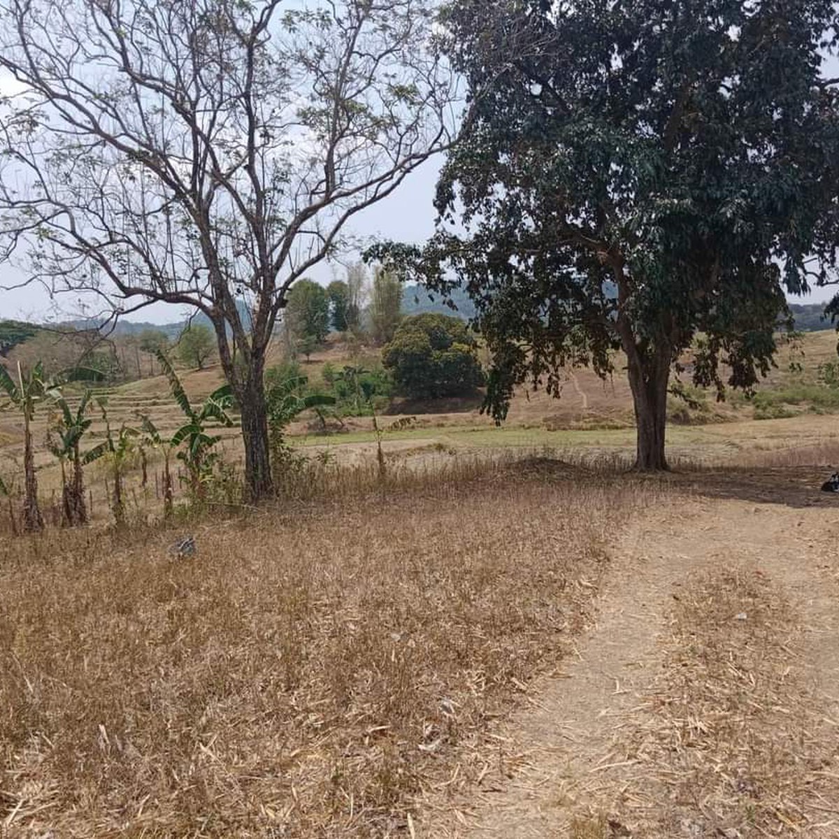 22000 sqm Agricultural Farm For Sale in Umingan Pangasinan [Lot 🚜