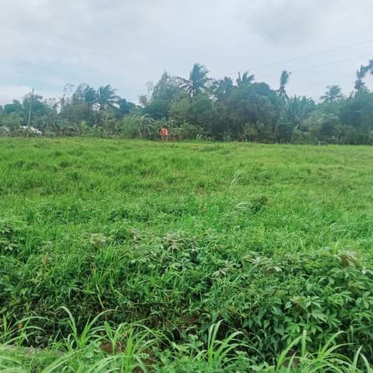 300 sqm Residential Farm For Sale in Milaor Camarines Sur [Lots 🚜