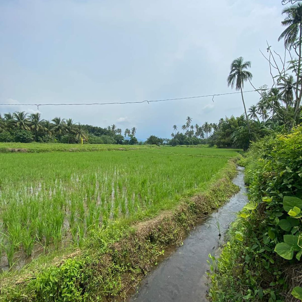 100SQM TITLED FARM RESIDENTIAL LOT IN LAGUNA IDEAL FOR FARM HOUSE [Lot