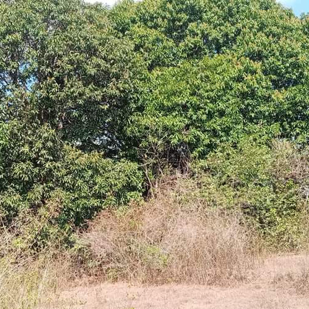 3.05 hectares Agricultural Farm For Sale in Umingan Pangasinan [Lot 🚜] (September 2024) in