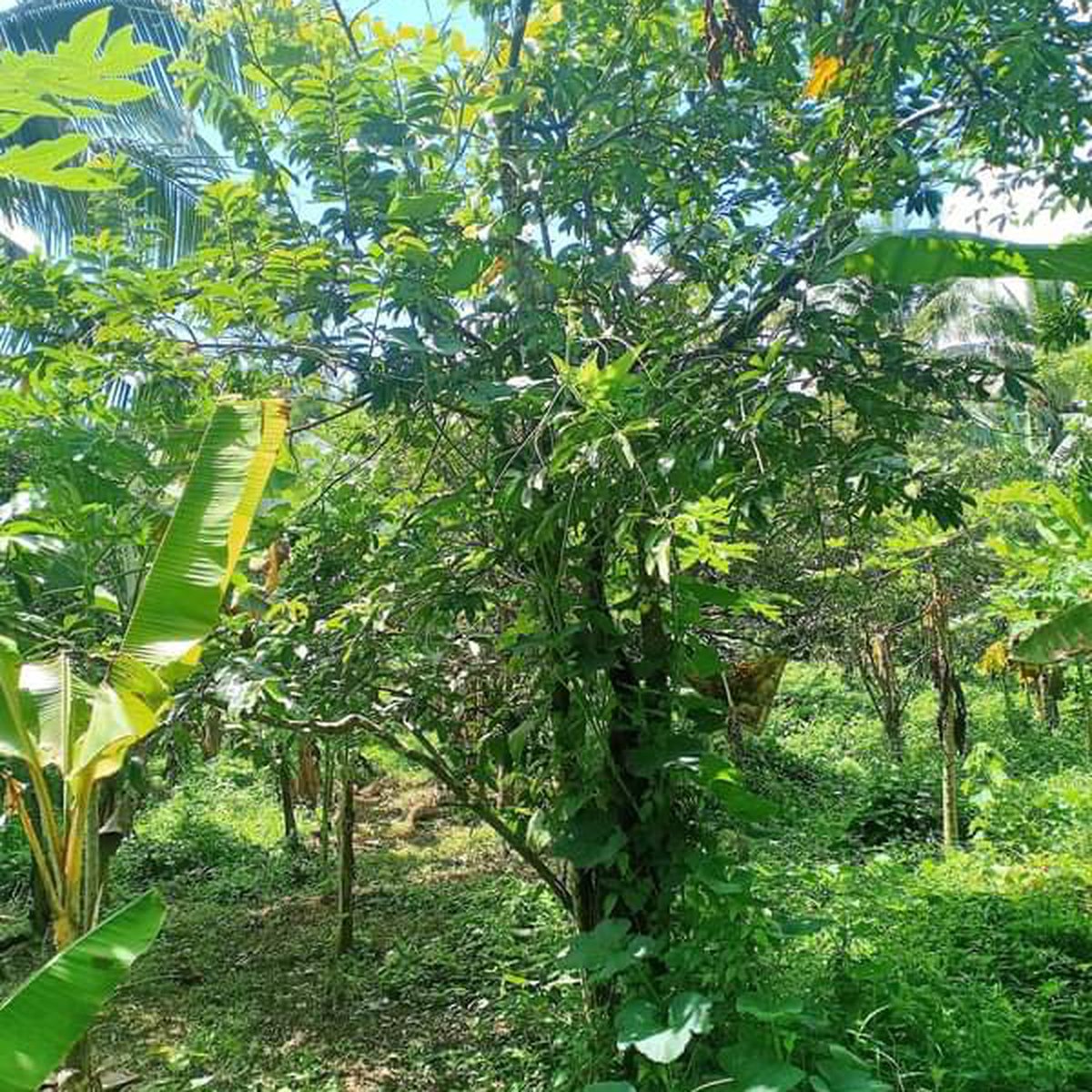 Amadeo Cavite Farm Lot For Sale [Lot 🚜] (November 2020) in Amadeo