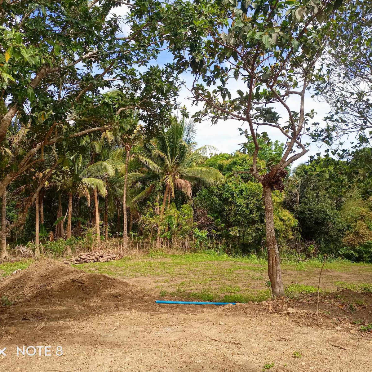 AFFORDABLE FARM LOT FOR SALE IN ALFONSO CAVITE [Lot 🚜] (July 2024) in