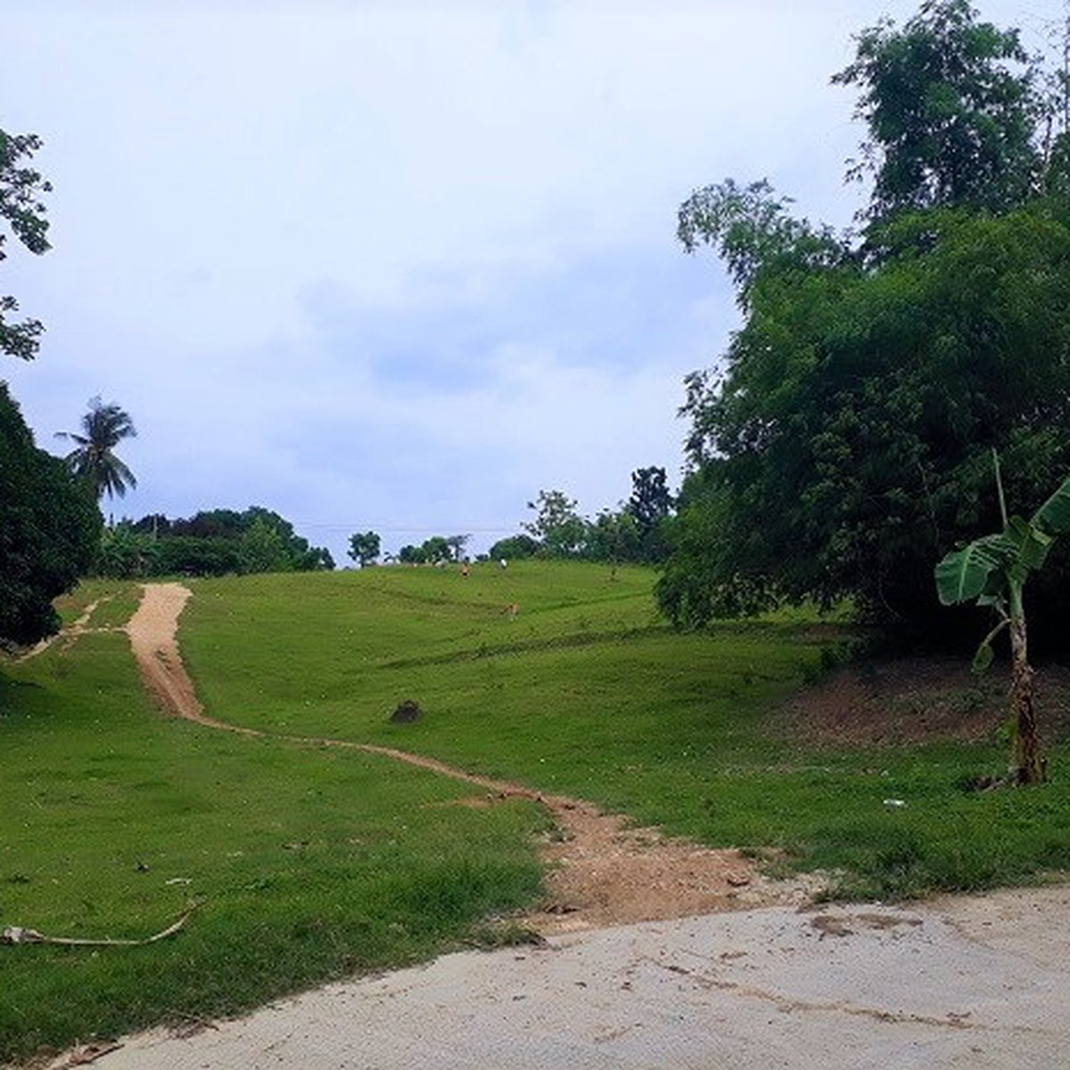 1.37ha CleanTitled Land for Sale [Lot 🚜] (March 2022) in Barili, Cebu