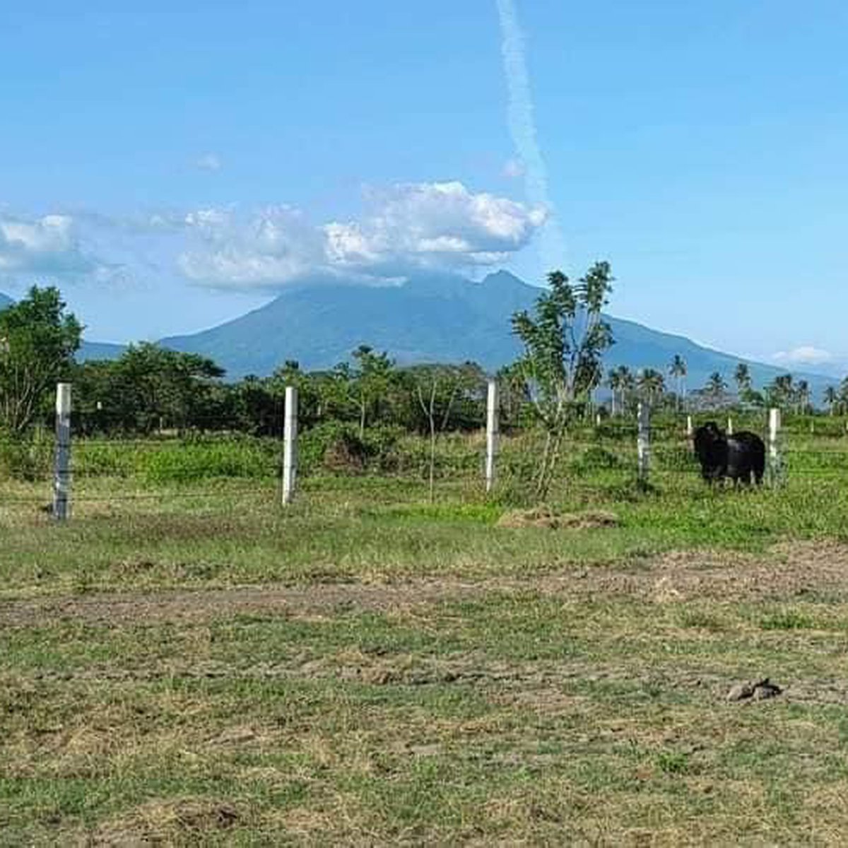 1,000 sqm Agricultural Farm For Sale in Tiaong Quezon [Lot 🚜] (July