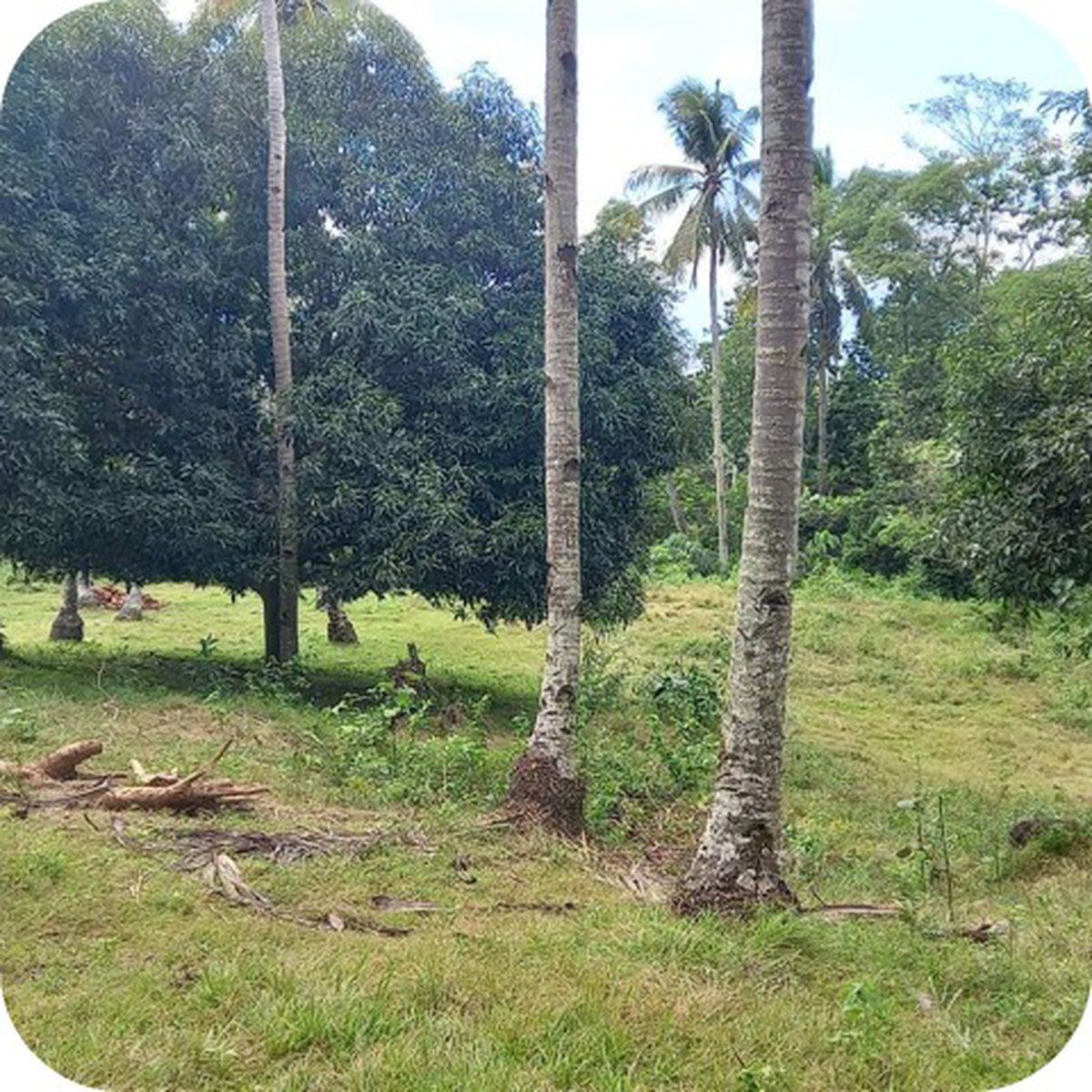 1.06 hectares Agricultural Farm For Sale in Sariaya Quezon [Lot 🚜