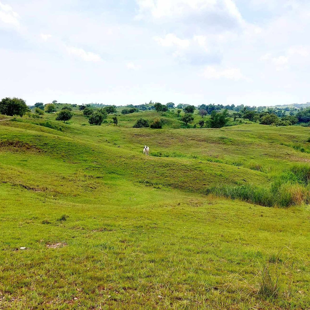 11.4 Hectares Farm Land for Sale in Umingan Pangasinan [Lot 🚜] (June