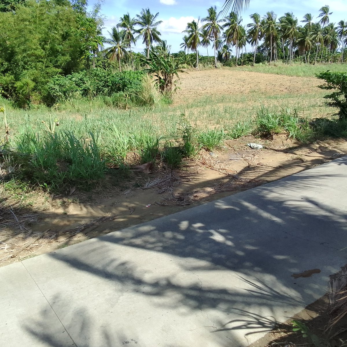 10,500 sqm Agricultural lot For Sale in Calaca Batangas [Lot 🚜