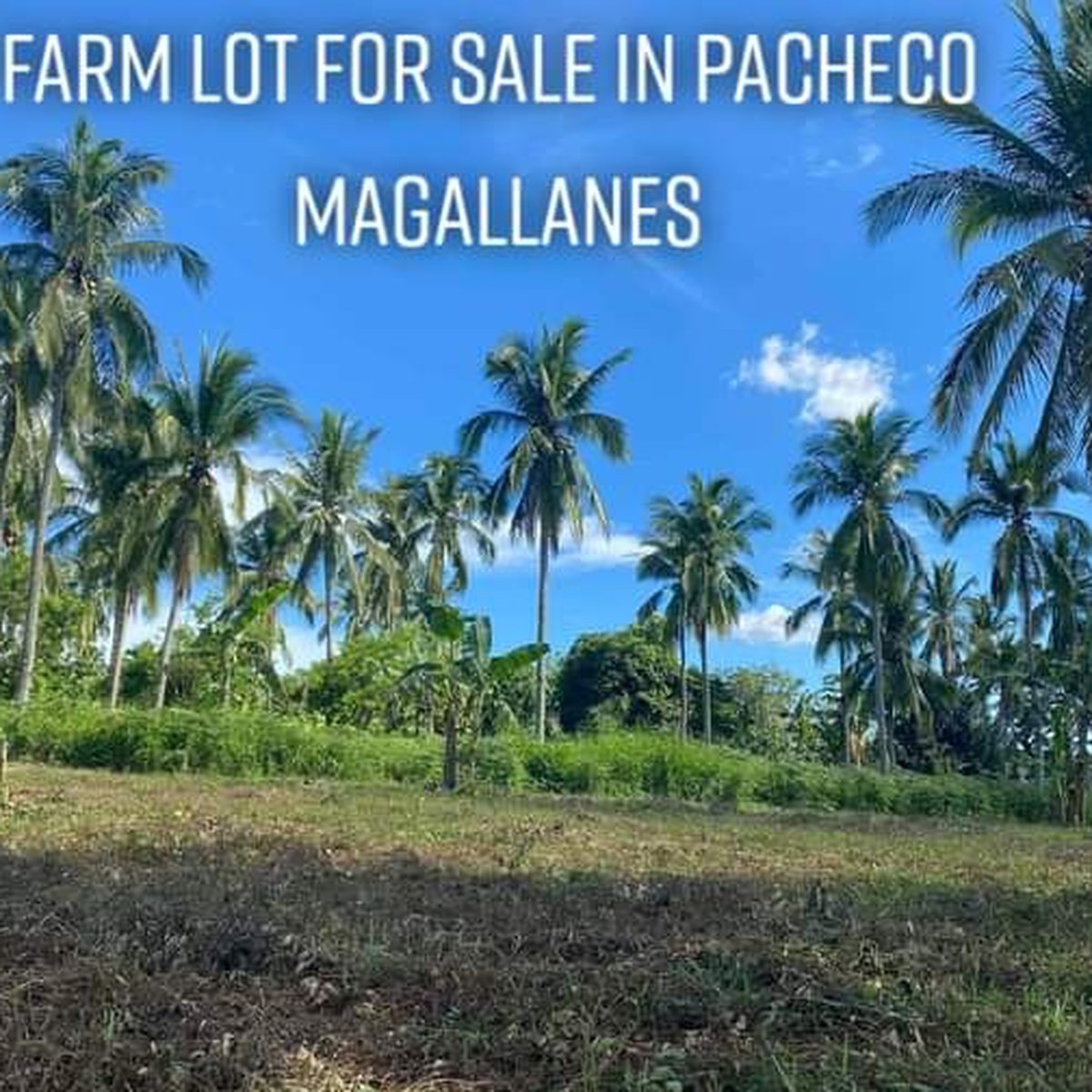 Farm Lot For Sale in Magallanes Cavite [Lot 🚜] (January 2023) in