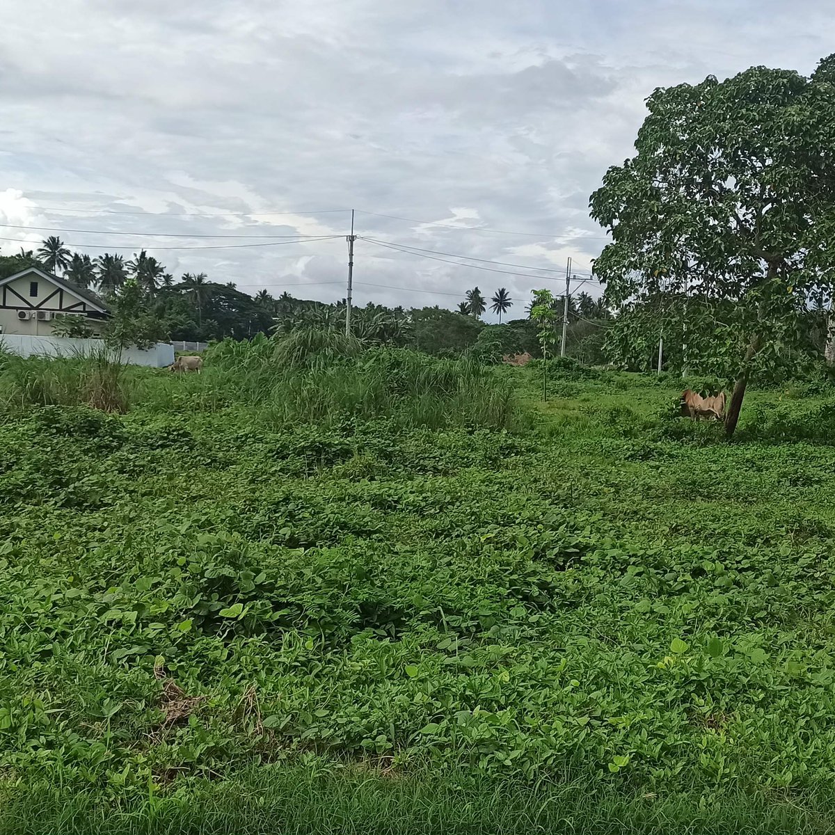 Residential Farm type For Sale in Hacienda Escudero Tiaong Quezon [Lot