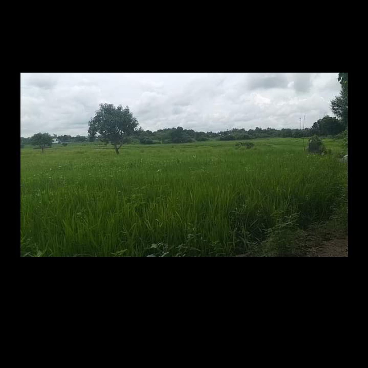 22523 sqm AgroIndustrial Farm For Sale in Alaminos Pangasinan [Lot 🚜