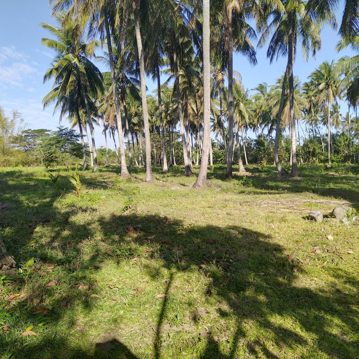 Residential farm [Lots 🚜] (October 2023) in Sariaya, Quezon for sale