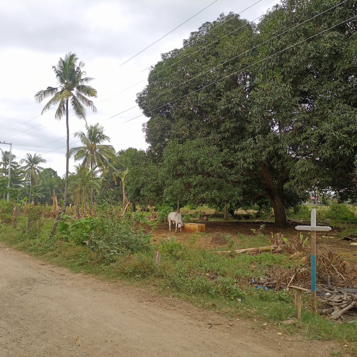 200 sqm Residential Lot For Sale in El Salvador Misamis Oriental [Lot 🚜