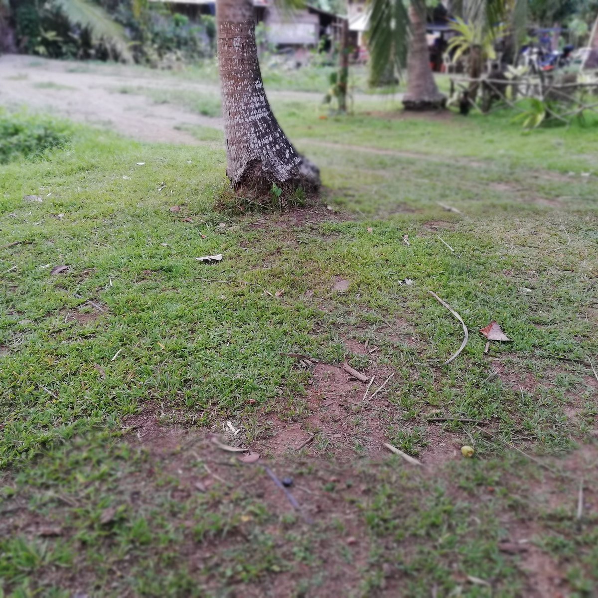 276 sqm Residential Lot For Sale in Baler Aurora [Lot 🚜] (September