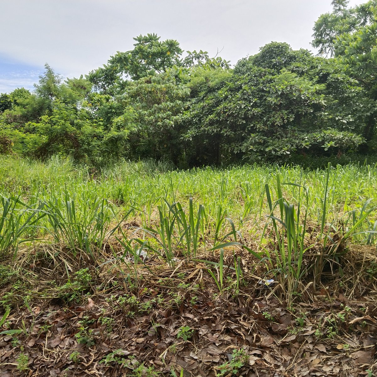 335 sqm Residential Lot For Sale in San Pedro Laguna [Lot 🚜] (February