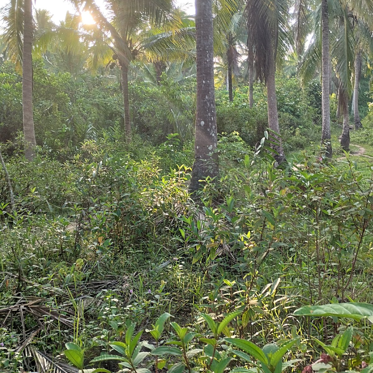 Farm land Cocofarm with river in Tagkawayan Quezon near Bicol [Lot 🚜