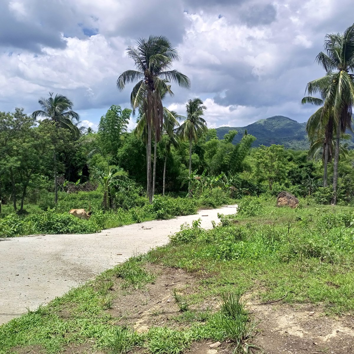 Affordable Farm lot in Magallanes Cavite [Lot 🚜] (June 2024) in