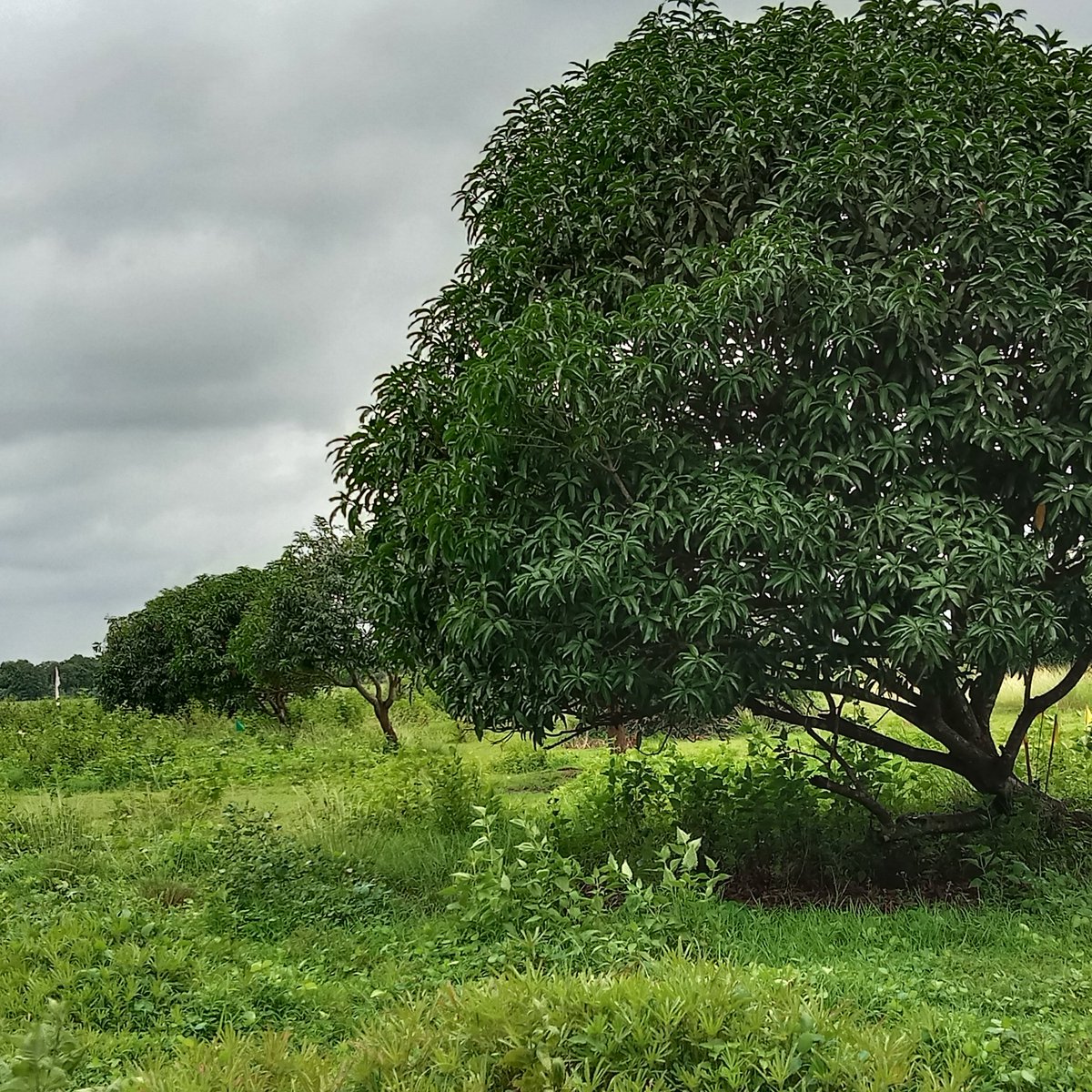 200 sqm Residential Lot For Sale located in Sta Rosa, Nueva Ecija [Lot