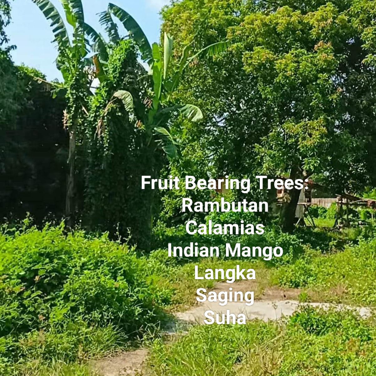 Residential Farm Lot FOR SALE in Candelaria Quezon [Lot 🚜] (March 2024