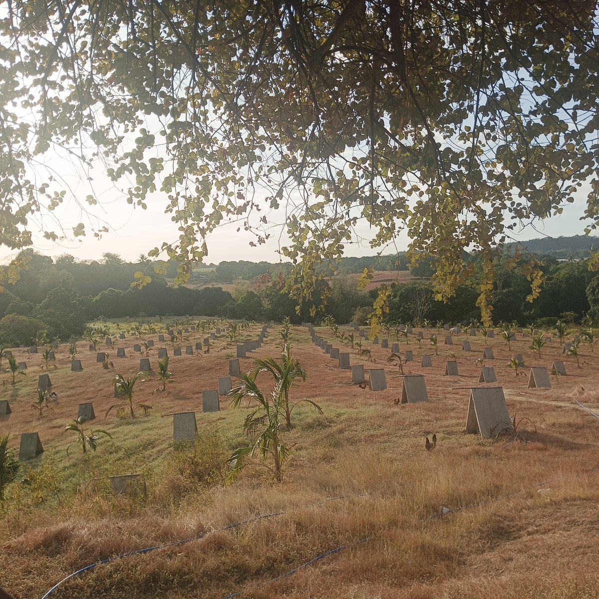 Agricultural Farm For Sale in Calatagan Batangas [Lot 🚜] (May 2024) in