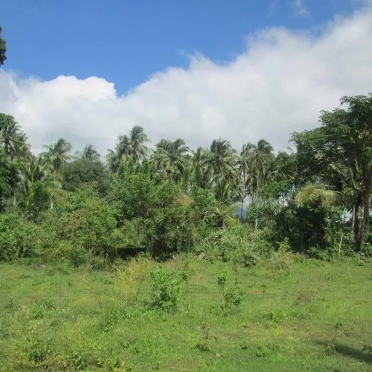 Mini FARM LOT at Sariaya Quezon [Lot 🚜] (September 2024) in Sariaya