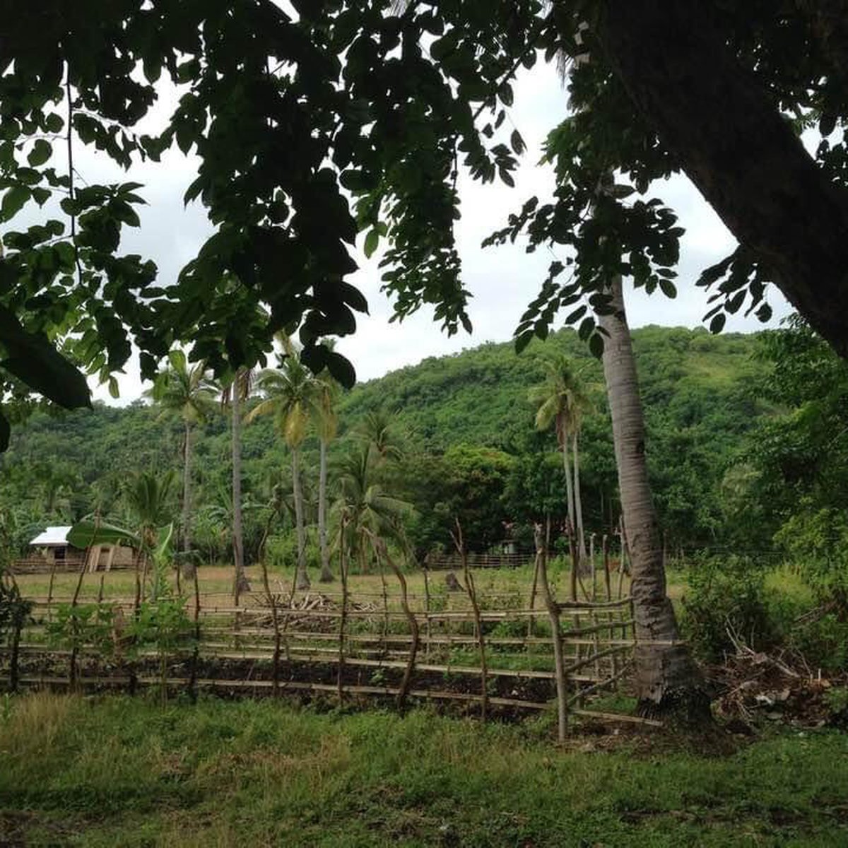 For sale lots with 3 titles [Lot 🚜] (February 2024) in Santa Cruz