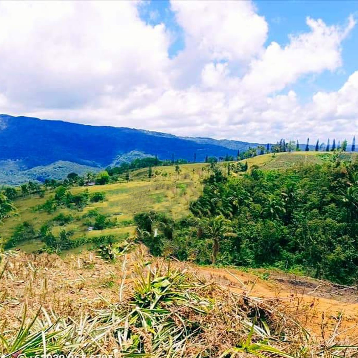 Affordable Titled lot for sale in Tanay,RiZaL [Lot 🚜] (June 2024) in ...