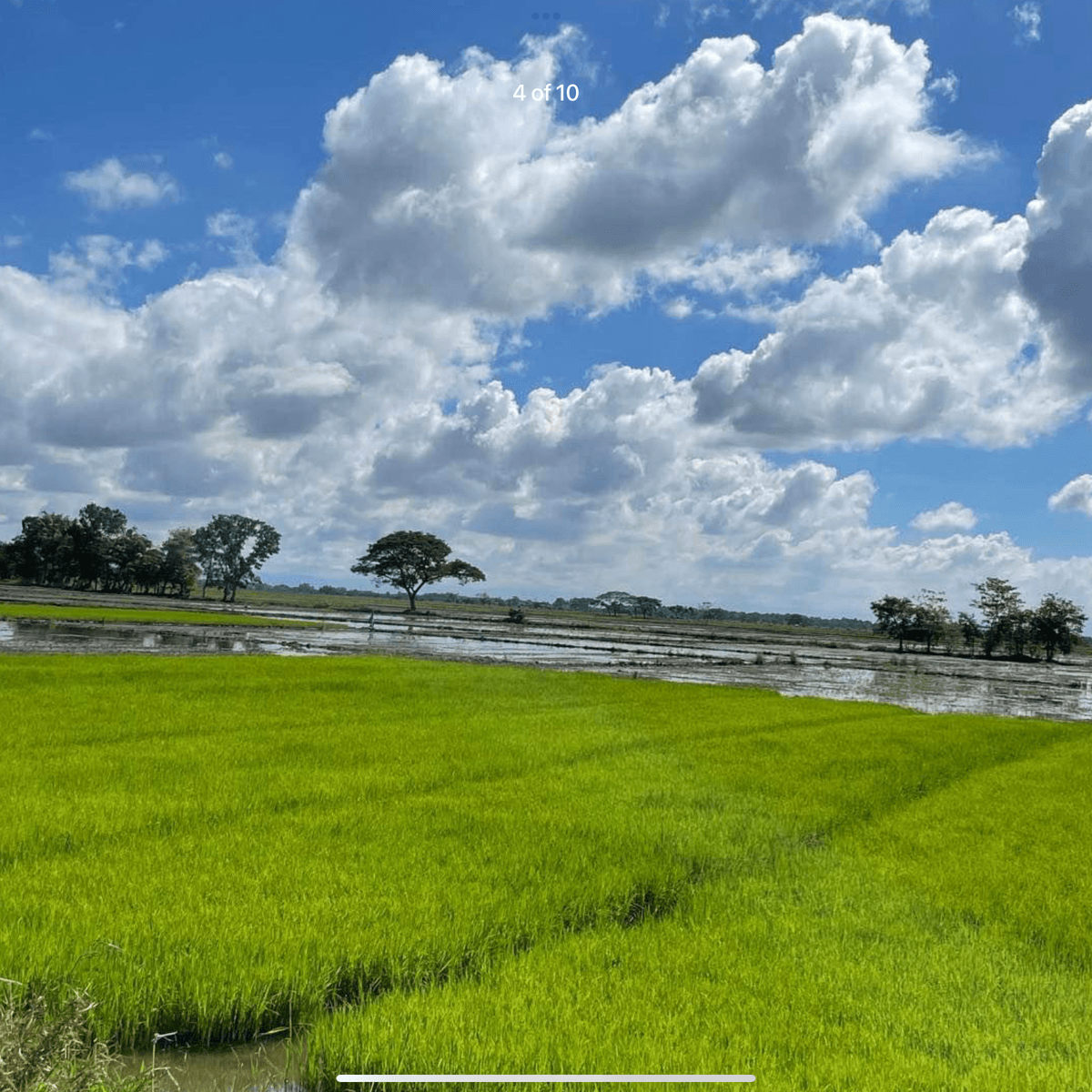 6 hectares Raw Land For Sale in Roxas Isabela [Lots 🚜] (August 2024) in