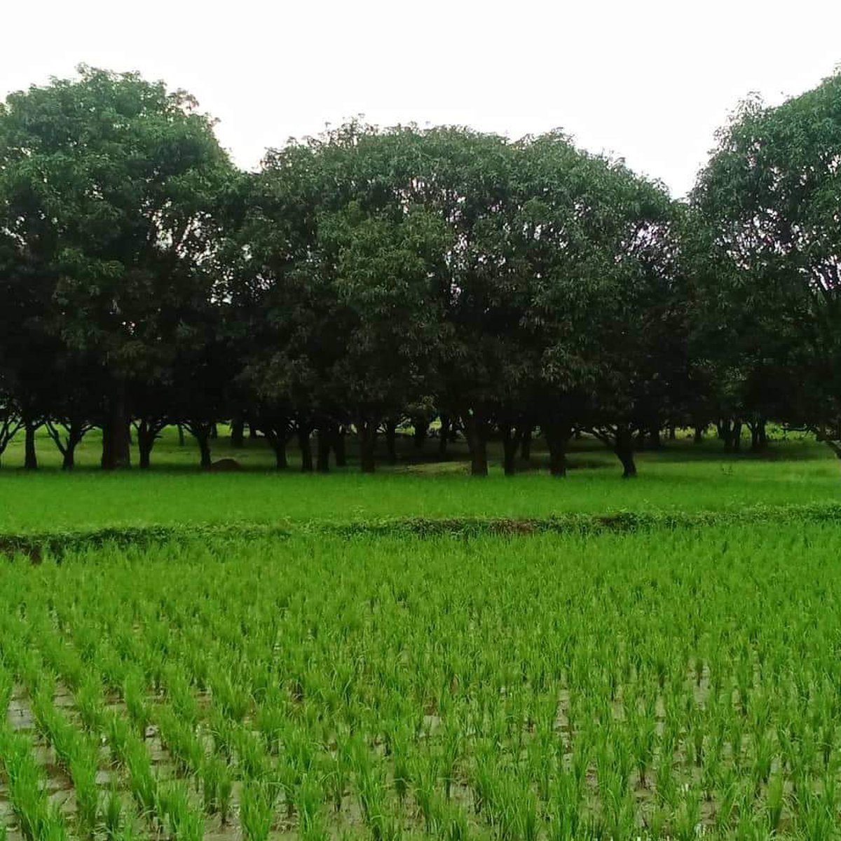 Agricultural 2 hectares Mango Farm For Sale in Tayug Pangasinan [Lot 🚜